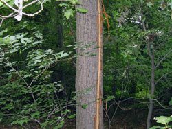 Woods Lightning gallery
